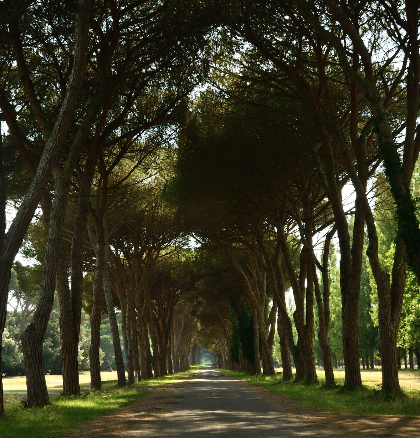 Parco Naturale Migliarino San Rossore